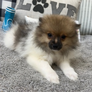 Pomeranian Puppy Lonny