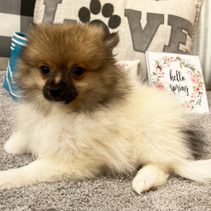 Pomeranian Puppy Lonny