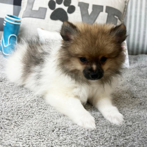Pomeranian Puppy Lonny