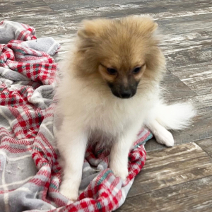 Pomeranian Puppy Lonny