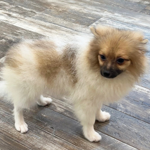 Pomeranian Puppy Lonny