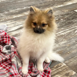 Pomeranian Puppy Lonny
