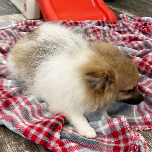 Pomeranian Puppy Lonny