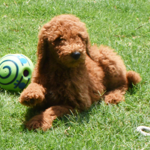 Poodle Puppy Suzie