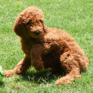 Poodle Puppy Suzie