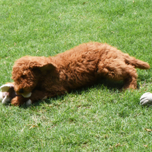 Poodle Puppy Suzie