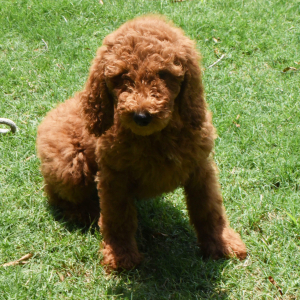 Poodle Puppy Suzie
