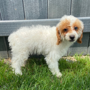 Poodle Puppy Wayne