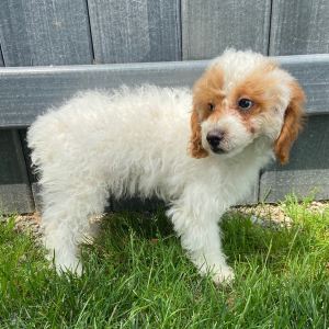 Poodle Puppy Wayne