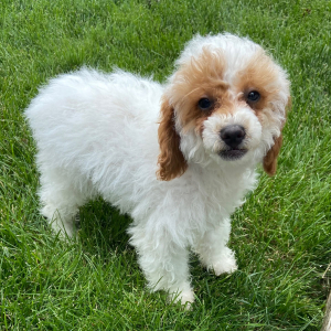 Poodle Puppy Wayne