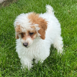 Poodle Puppy Wayne