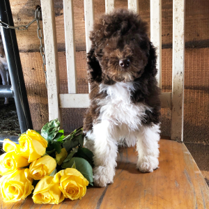 Labradoodle Puppy Sarah