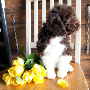 Labradoodle Puppy Sarah