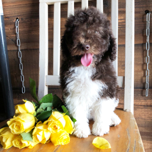 Labradoodle Puppy Sarah