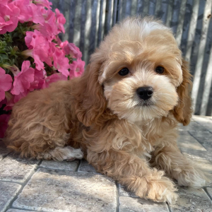 Cockapoo Puppy Poppy