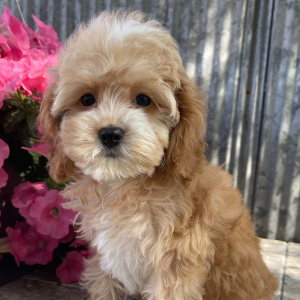 Cockapoo Puppy Poppy