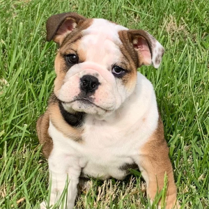 Bulldog Puppy Lils