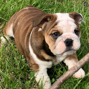 Bulldog Puppy Lils
