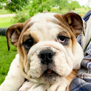 Bulldog Puppy Lils