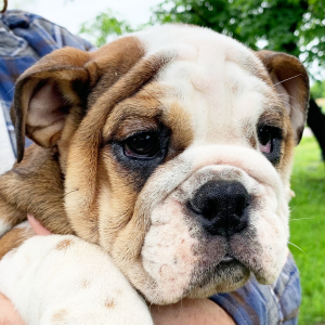 Bulldog Puppy Lils