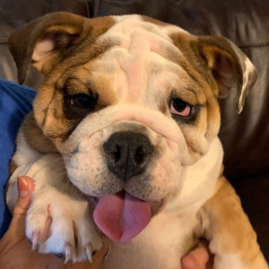 Bulldog Puppy Lils