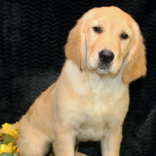 Golden Retriever Puppy Tatum