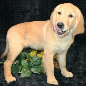 Golden Retriever Puppy Tatum