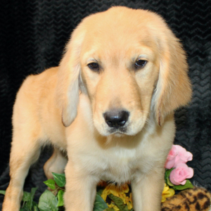 Golden Retriever Puppy Tatum