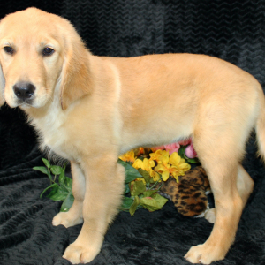 Golden Retriever Puppy Tatum