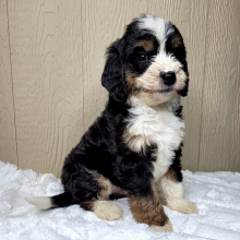 Bernedoodle Puppy Joy