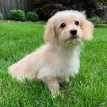 Cavachon Puppy Sage