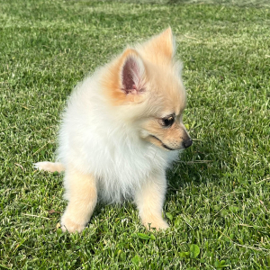 Pomeranian Puppy Ziggy