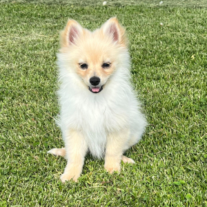 Pomeranian Puppy Ziggy