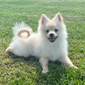 Pomeranian Puppy Ziggy