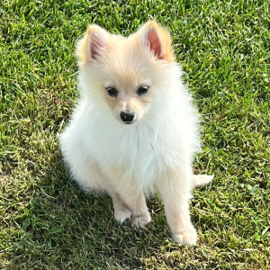 Pomeranian Puppy Ziggy