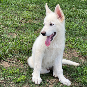 German Shepherd Dog Puppy Dino