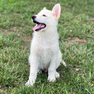 German Shepherd Dog Puppy Dino