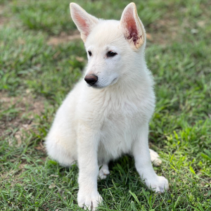 German Shepherd Dog Puppy Dino