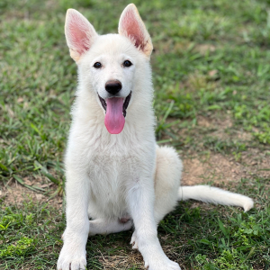 German Shepherd Dog Puppy Dino