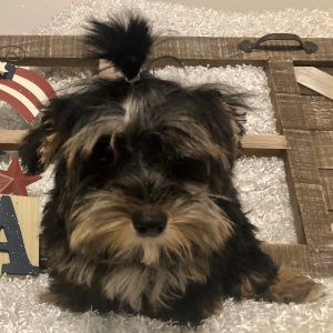 Yorkshire Terrier Puppy Tommy