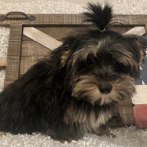 Yorkshire Terrier Puppy Tommy