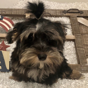 Yorkshire Terrier Puppy Tommy