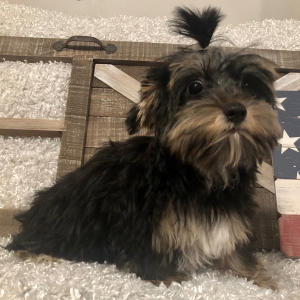 Yorkshire Terrier Puppy Tommy