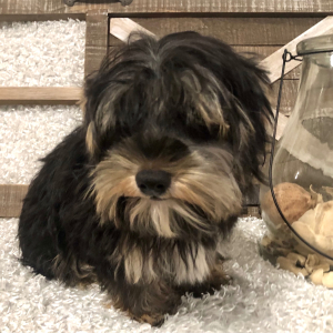 Yorkshire Terrier Puppy Tommy