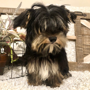 Yorkshire Terrier Puppy Tommy