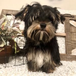 Yorkshire Terrier Puppy Tommy