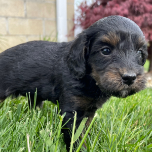 Goldendoodle Puppy Ericka