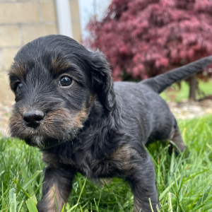 Goldendoodle Puppy Ericka