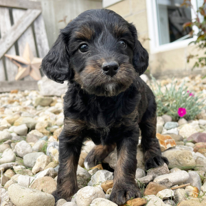 Goldendoodle Puppy Ericka