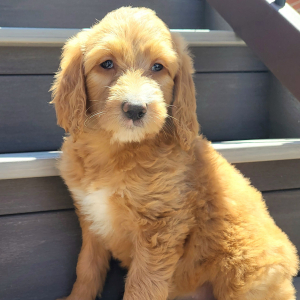 Goldendoodle Puppy Frida